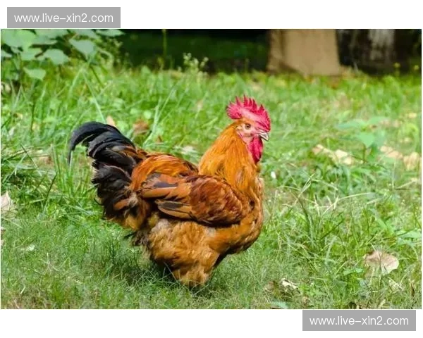 欧洲之巅的宿命对决：当高卢雄鸡遇上日耳曼战车，法国vs德国比分背后的权力游戏